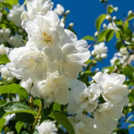 Philadelphus 'Virginal' - Teltvirágú jezsámen