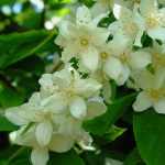 Philadelphus coronarius - Közönséges jezsámen