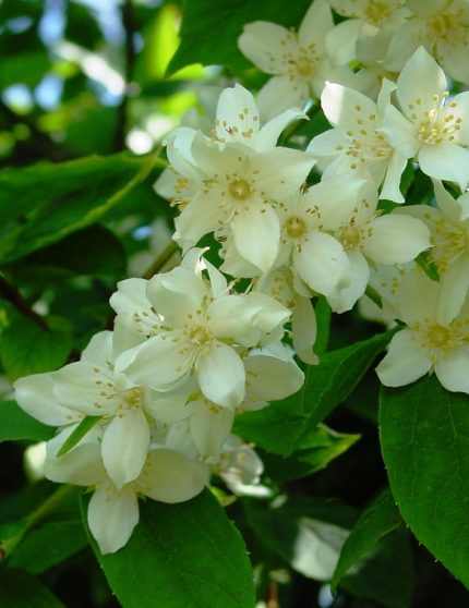 Philadelphus coronarius - Közönséges jezsámen
