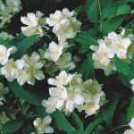 Philadelphus coronarius 'Girandole' - Teltvirágú jezsámen