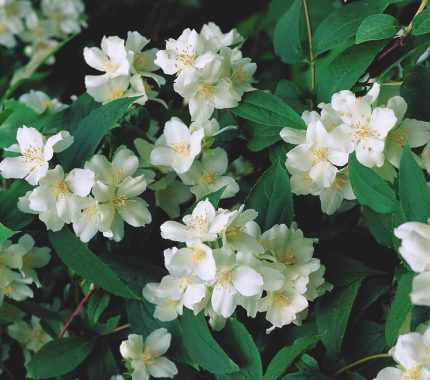 Philadelphus coronarius 'Girandole' - Teltvirágú jezsámen