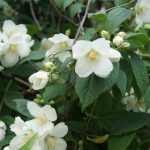 Philadelphus lewisii 'Waterton' - Jezsámen