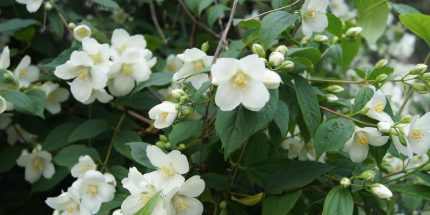 Philadelphus lewisii 'Waterton' - Jezsámen