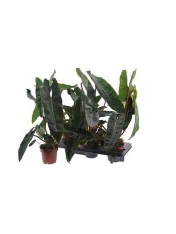 Philodendron BILLIETIAE