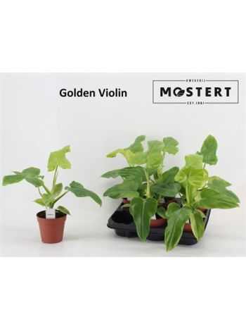 Philodendron GOLDEN VIOLIN