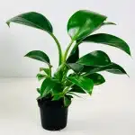 Philodendron GREEN PRINCESS