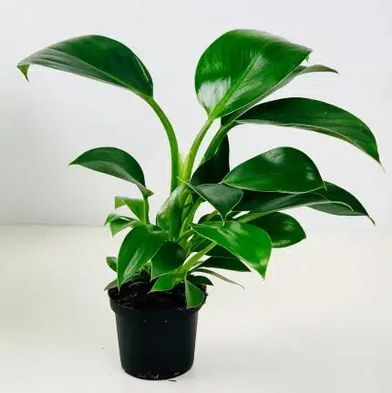 Philodendron GREEN PRINCESS