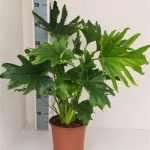Philodendron LICKETY SPLIT