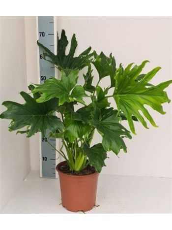 Philodendron LICKETY SPLIT