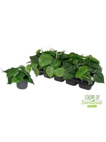 Philodendron SCANDENS