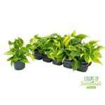 Philodendron SCANDENS BRASIL