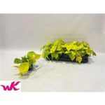 Philodendron SCAN LEMON LIME