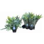 Phlebodium A BLUE STAR