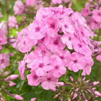 Phlox amplifolia 'Minnehaha' (Nagylevelű lángvirág)