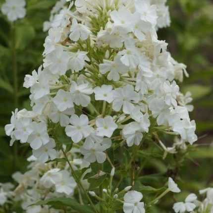 Phlox amplifolia 'White Clouds' (Nagylevelű lángvirág)