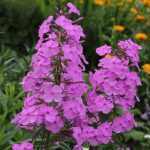 Phlox amplifolia 'Winnetou' (Nagylevelű lángvirág)