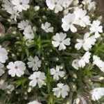 Phlox douglasii 'Iceberg' (Törpe lángvirág)