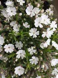 Phlox douglasii 'Iceberg' (Törpe lángvirág)