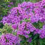 Phlox maculata 'Alpha' (Réti lángvirág)
