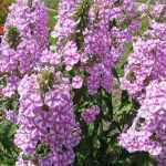 Phlox maculata 'Natascha' (Réti lángvirág)