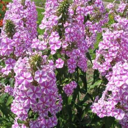 Phlox maculata 'Natascha' (Réti lángvirág)
