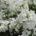 Phlox maculata 'Omega' (Réti lángvirág)