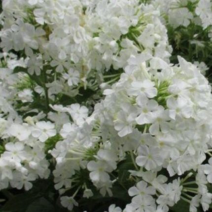 Phlox maculata 'Omega' (Réti lángvirág)