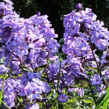 Phlox paniculata 'Blue Paradise' (Bugás lángvirág)