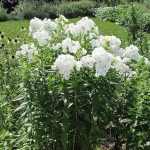 Phlox paniculata 'David' (Bugás lángvirág)