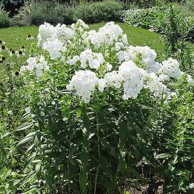 Phlox paniculata 'David' (Bugás lángvirág)