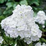 Phlox paniculata 'Rembrandt' (Bugás lángvirág)