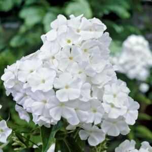Phlox paniculata 'Rembrandt' (Bugás lángvirág)