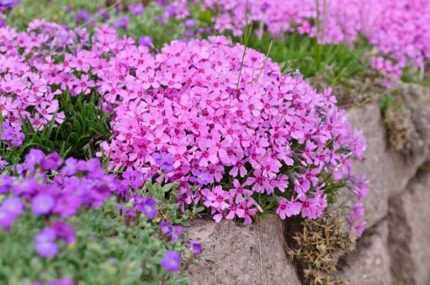 Phlox subulata 'Alexander's Surprise' (Árlevelű lángvirág)