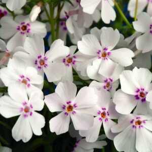 Phlox subulata 'Coral Eye' (Árlevelű lángvirág)