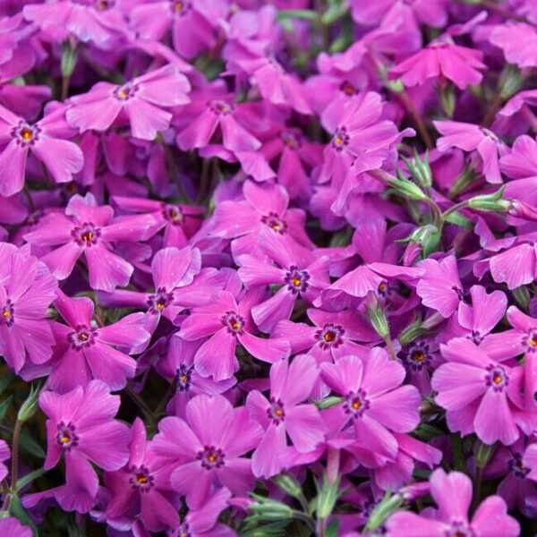 Phlox subulata 'Early Spring Dark Pink' (Árlevelű lángvirág)