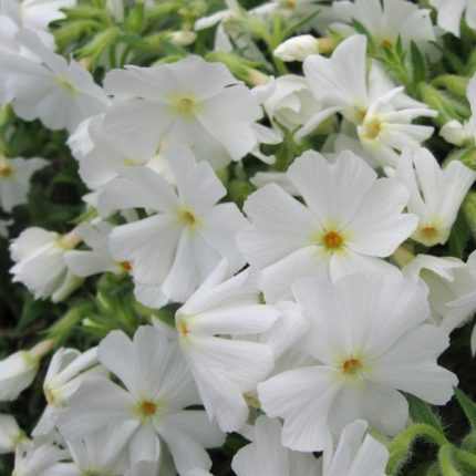 Phlox subulata 'Early Spring White' (Árlevelű lángvirág)