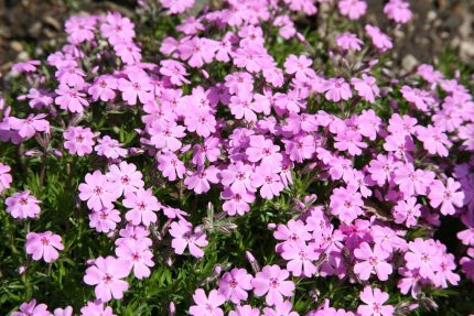 Phlox subulata 'Janusz' (Árlevelű lángvirág)