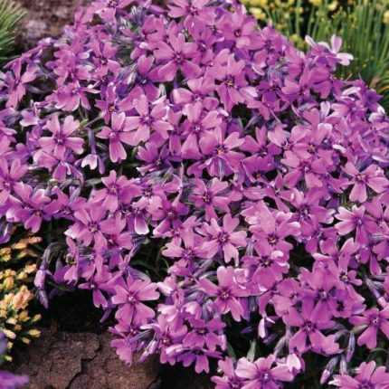Phlox subulata 'Samson' (Árlevelű lángvirág)