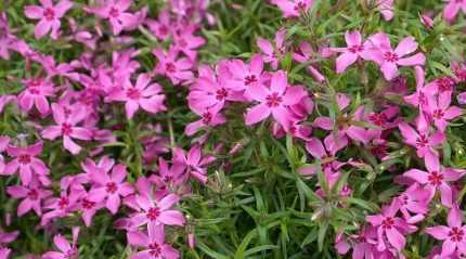 Phlox subulata 'Temiskaming' (Árlevelű lángvirág)