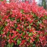 Photinia × fraseri 'Camilvy' - Korallberkenye