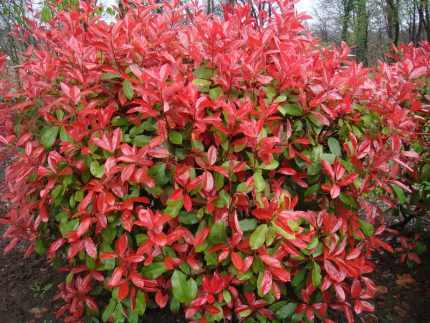 Photinia × fraseri 'Camilvy' - Korallberkenye