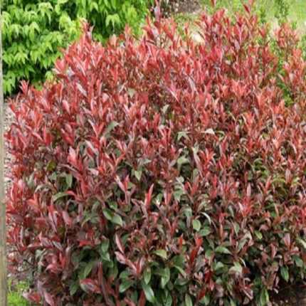 Photinia × fraseri 'Carré Rouge' - Korallberkenye