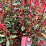 Photinia x fraseri 'Dynamo Red'® -