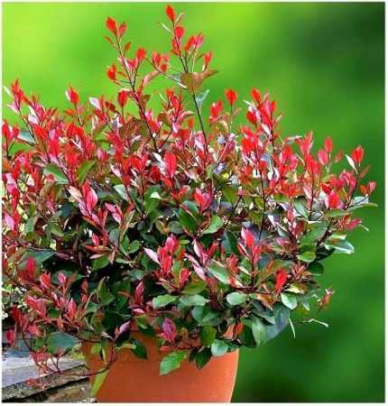 Photinia x fraseri 'Little Red Robin' -