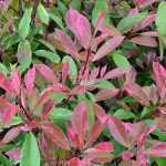 Photinia x fraseri 'Louise'® -
