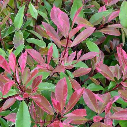Photinia x fraseri 'Louise'® -