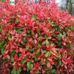 Photinia × fraseri 'Red Fence' -
