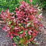 Photinia x fraseri 'Red Robin Tosca' -