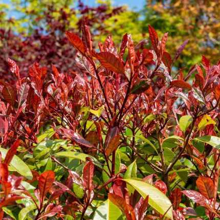 Photinia x fraseri 'Red Select' -