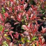 Photinia x fraseri 'Robusta Compacta' - Korallberkenye